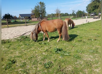 Shetland Ponies, Gelding, 3 years, 9 hh, Chestnut-Red