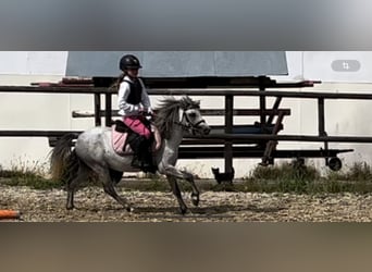 Shetland Ponies, Gelding, 4 years, 11,2 hh, Gray