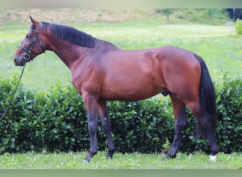 Shetland Ponies, Gelding, 4 years, 16,1 hh, Brown