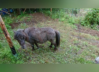 Shetland Ponies, Gelding, 4 years, 7.2 hh, Leopard-Piebald