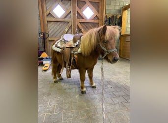 Shetland Ponies, Gelding, 4 years, 8.1 hh