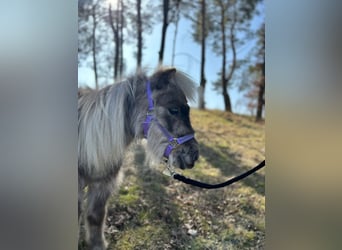 Shetland Ponies, Gelding, 4 years, 8 hh, Dun