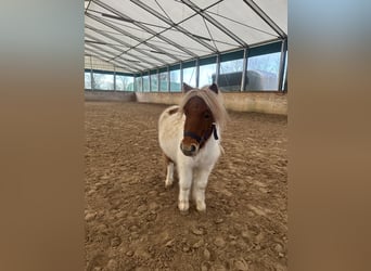 Shetland Ponies, Gelding, 4 years, 9,1 hh, Pinto