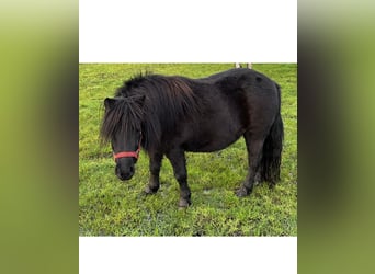 Shetland Ponies, Gelding, 4 years, 9.2 hh, Black
