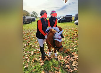 Shetland Ponies, Gelding, 4 years, 9,2 hh, Chestnut-Red