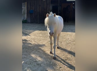 Shetland Ponies, Gelding, 4 years, 9,2 hh, Cremello