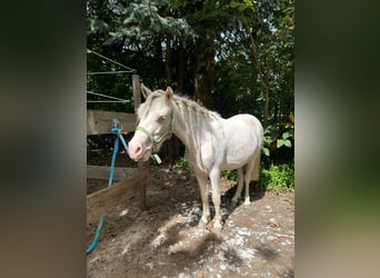 Shetland Ponies, Gelding, 4 years, 9,2 hh, Cremello