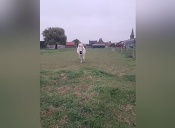 Shetland Ponies, Gelding, 4 years, 9,1 hh, White