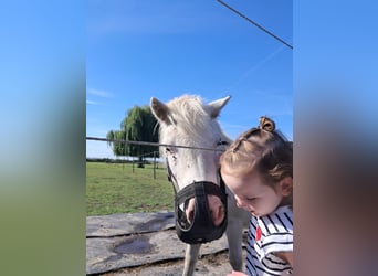 Shetland Ponies, Gelding, 4 years, 9,1 hh, White