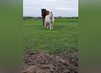 Shetland Ponies, Gelding, 4 years, 9,1 hh, White