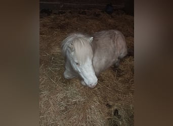 Shetland Ponies, Gelding, 4 years, 9,1 hh, White
