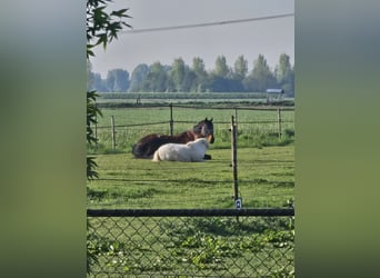 Shetland Ponies, Gelding, 4 years, 9,1 hh, White