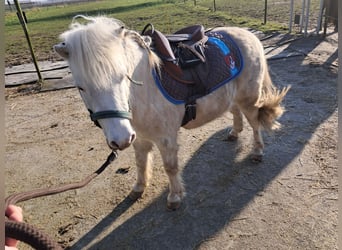 Shetland Ponies, Gelding, 4 years, 9,1 hh, White