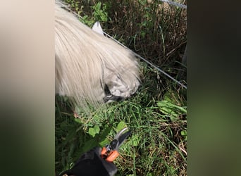 Shetland Ponies, Gelding, 4 years, 9,1 hh, White