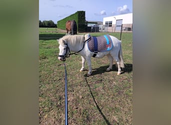Shetland Ponies, Gelding, 4 years, 9,1 hh, White