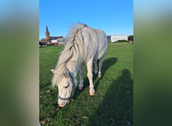Shetland Ponies, Gelding, 4 years, 9,1 hh, White