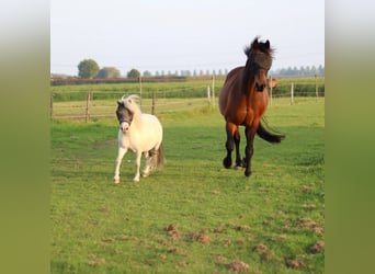 Shetland Ponies, Gelding, 4 years, 9,1 hh, White