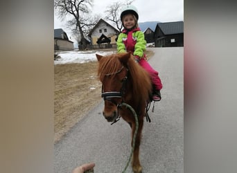 Shetland Ponies, Gelding, 4 years, 9,2 hh, Chestnut-Red