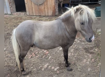 Shetland Ponies, Gelding, 4 years, 9,2 hh, Dun