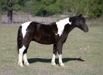 Shetland Ponies, Gelding, 4 years, Pinto