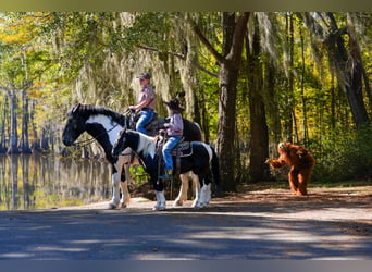 Shetland Ponies, Gelding, 4 years, Pinto