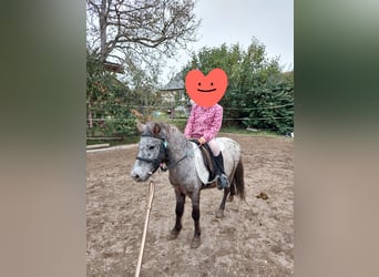 Shetland Ponies, Gelding, 5 years, 10 hh, Leopard-Piebald