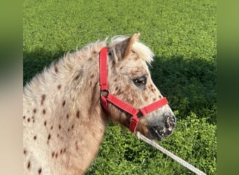 Shetland Ponies, Gelding, 5 years, 10 hh, Leopard-Piebald