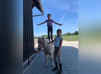 Shetland Ponies, Gelding, 5 years, 10 hh, Leopard-Piebald