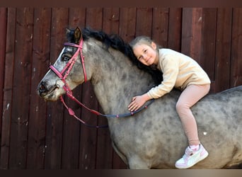 Shetland Ponies, Gelding, 5 years, 11.2 hh, Leopard-Piebald