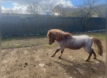 Shetland Ponies Mix, Gelding, 5 years, 8.3 hh, Chestnut