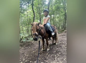 Shetland Ponies, Gelding, 5 years, 8,1 hh, Chestnut