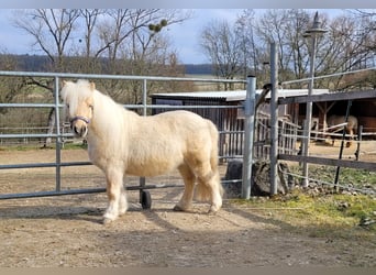 Shetland Ponies, Gelding, 5 years, 9,1 hh, Dunalino