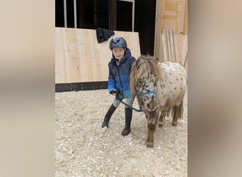 Shetland Ponies, Gelding, 5 years, 9,1 hh, Leopard-Piebald