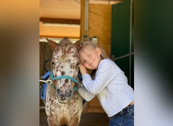 Shetland Ponies, Gelding, 5 years, 9,1 hh, Leopard-Piebald