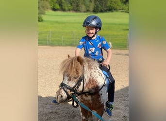 Shetland Ponies, Gelding, 5 years, 9,1 hh, Leopard-Piebald