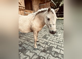 Shetland Ponies, Gelding, 5 years, 9,1 hh, Palomino