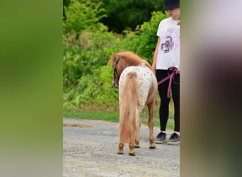 Shetland Ponies, Gelding, 5 years, 9.1 hh, Roan-Red