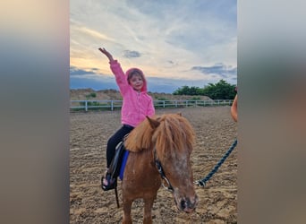 Shetland Ponies, Gelding, 5 years, 9.1 hh, Roan-Red