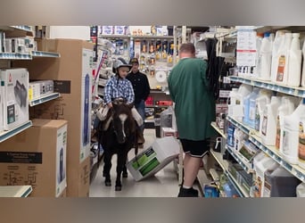 Shetland Ponies Mix, Gelding, 5 years, 9 hh, Black