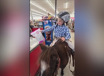 Shetland Ponies Mix, Gelding, 5 years, 9 hh, Black