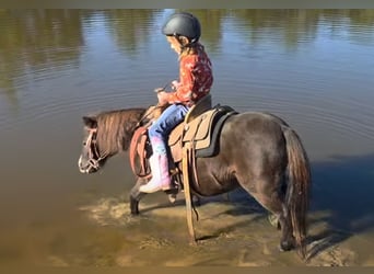 Shetland Ponies Mix, Gelding, 5 years, 9 hh, Black