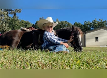 Shetland Ponies Mix, Gelding, 5 years, 9 hh, Black