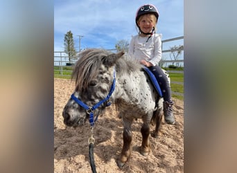 Shetland Ponies, Gelding, 5 years, 9 hh, Leopard-Piebald