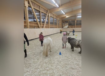 Shetland Ponies, Gelding, 5 years, 9 hh, Leopard-Piebald