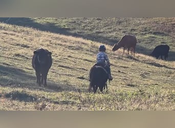 Shetland Ponies Mix, Gelding, 5 years, 9 hh