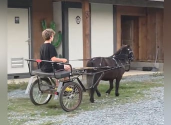 Shetland Ponies Mix, Gelding, 5 years, 9 hh