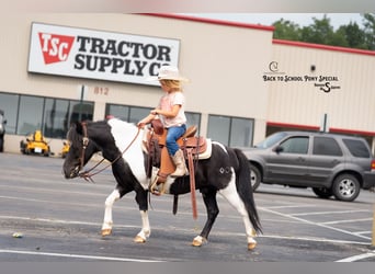 Shetland Ponies, Gelding, 5 years, 9,1 hh, Pinto