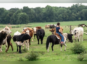 Shetland Ponies, Gelding, 5 years, 9,1 hh, Pinto