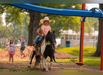 Shetland Ponies, Gelding, 5 years, 9,1 hh, Pinto