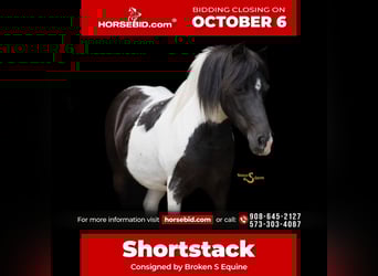 Shetland Ponies, Gelding, 5 years, 9,1 hh